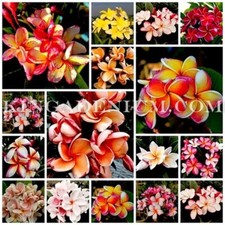 1000 SEEDS PLUMERIA FRANGIPANI RUBRA MIXED ASSORTED COLOURS SET 1  picture