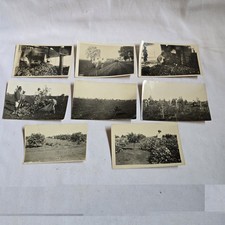 1931 Argentina Citrus Orange Groves Farming Harvest RPPC Real Photo Lot of 8 picture