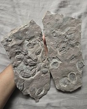 Rare Stunning Trilobite Fossil Mortality Death Plates Arthropods From Morocco  picture