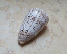 Conus Arenatus 80.6 mm huge Beautiful wow Pattern seashell Coloration specimen picture