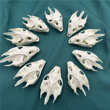 10 pcs Real Animal Skulls/ Real Animal Exfoliate Specimen/ Real Bone Decoration picture