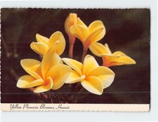 Yellow Plumeria Blossoms Hawaii USA F-322997 picture