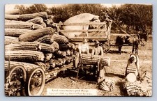 K2/ Schenectady New York RPPC Postcard c1910 Martin Exaggeration  Corn 258 picture