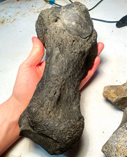 GIANT SLOTH HAND BONE. Florida fossil eremotherium metapodial picture