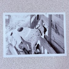 Spotted Dog Mid-Century Snapshot Photograph Pointer Hunting Rural Farm picture