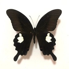 10 Pcs Spread Jade Spotted Swallowtail Butterfly Specimens DIY Home Decor Gift picture