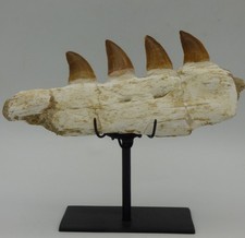 Fossil Mosasaur Teeth in Original Jaw Bone Cretaceous Morocco + Display Stand picture