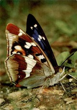 Apatura iris L, Grosser Schillerfalter, Purple Emperor, Grand mars Postcard picture