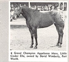 David Wimberly Little Cinder Ella Grand Champion Appaloosa Mare Vtg Mag Print Ad picture