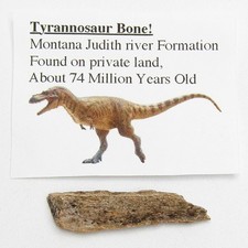 Tyrannosaurus T-Rex dinosaur bone authentic extinct fossil specimen 74 million picture