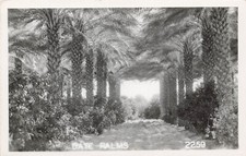 DATE PALM TREES REAL PHOTO POSTCARD MIAMI FL FLORIDA 1940s RPPC picture