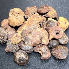 Ammonite Fossils Mixed Quality (By The Ounce Or Pound) Spiral Ammonoids picture