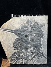Frozen Predator of the Triassic Sea — Museum-Quality Mixosaurus Skeleton picture