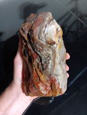 5.3 Lbs Wisconsin petrified wood picture
