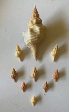 9 Beautiful Horse Conch Shells From SW Florida - including a 5.75-inch horsie picture