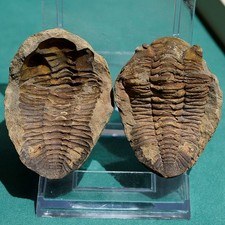 Trilobite, Eldredgeia eocryphaeus: Bolivia devonian trilobite fossil picture