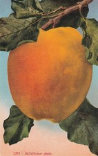 Belleflower Apple (Malus domestica) --POSTCARD picture