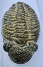 ANTIQUE 5” X 3” X 1 3/4” Thick TRILOBITE DROTOPS MEGALOMANICUS FOSSIL 482 grams picture