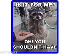 Funny Raccoon Begging Food  Refrigerator / Tool Box Magnet   picture