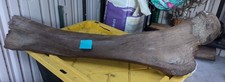 Prehistoric Ice Age Era XXL Specimen Natural Form (23lbs 11oz)  picture