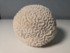 Vintage Brain Coral 2.3lbs 5