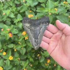 Real Megalodon Shark Tooth 4.38” Big Fossil Shark Teeth From NC picture