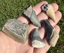Fossil Megalodon Shark Tooth LOT Group of Real Shark Teeth Fossils picture