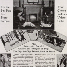 Island White Collie Kennels Oshkosh WI Aristocratic Beautiful  1926 Print Ad picture