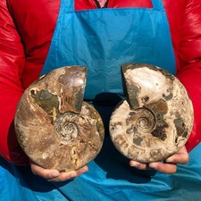 940g+870g Natural conch fossil specimens MH3174 picture