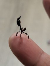 L2 Ghost Praying Mantis, live (Phyllocrania paradoxa), Nymphs picture