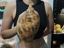 SEASHELL Volute Cymbiola Magnifica 265mm 444gr Beautiful Design  HUGE SIZE  picture