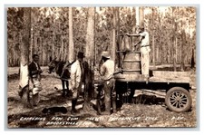 BROOKSVILLE Florida RPPC ~ Men gathering Gum Turpentine on plantation farm picture