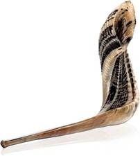 Kosher Ram Shofar Horn from Israel 12”-14 Traditional Half Polished Ram Shofa picture