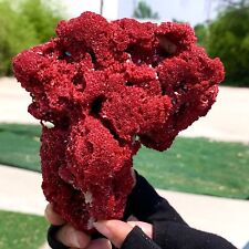 375G Natural Red coral reef Cluster Ocean Mineral Crystal Specimen picture