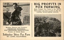 Mt. Lowe CA Fox Farm Schleicher Silver Fox Farm c1920s-30s Vintage Postcard bhn picture