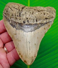 Megalodon Shark Tooth  4.48” Real Fossil Sharks Teeth XL BIG - No Restorations picture