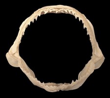 Smooth Hammerhead (Sphyrna Zygaena) Shark Jaw RARE picture