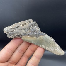 5 Inch Megalodon Tooth Half South Carolina Authentic Megalodon Fossil Tooth picture