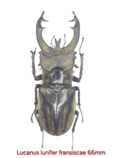 ✔ Rare Lucanus lunifer fransiscae lucanidae insect Beetle picture