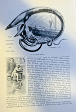 1893 Oceanography Life Under The Sea illustrated picture