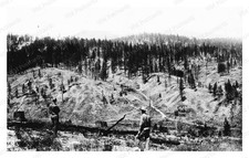 Bitterroot Montana 1909 Logging Clearcut Forestry Comparison Standard Postcard picture