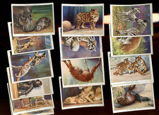 1938 JOHN PLAYER & SONS ZOO BABIES 25 TOBACCO LARGE CARD SET picture