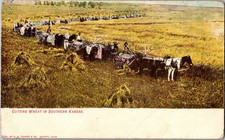 Vintage Postcard 1907-1915 Cutting Wheat in Southern Kansas picture