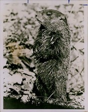 GA58 Original Photo GROUNDHOG Small Rodent Sharp Clawns Standing Up from Hole picture