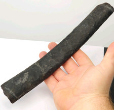 Maiasaura Rib Fossil w/ Resto - Teaching Tool - Two Medicine Fm. - Teton Co., MT picture