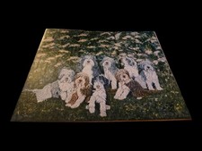 1994 Jack D Thiem Bearded Collie Art Photo Print 16x20 Negatives Provenance picture