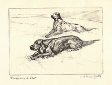 Antique English & Irish Setter Print Vernon Stokes Hunting Dog Art Print 4906f picture