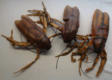 HUGE (3) Cockroach Props Soft Rubber Poseable VTG Halloween Advertising Bugs  picture