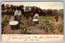 Postcard Picking Cotton Near Galveston Texas picture
