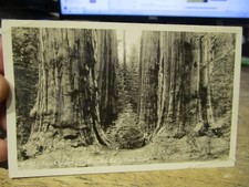 D3 CALIFORNIA Old Postcard The Cloister Sequoia National Park Real Photo Redwood picture